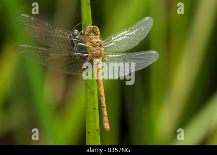 Common Darter dragonfly (Sympetrum striolatum), male, newly emerged from nymphal cast Stock Photo