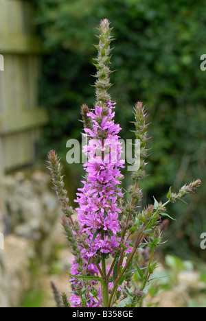 A flower spike of purple loosestrife Lythrum salicaria Stock Photo