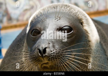 The Baikal seal Unique endemik the inhabitant of the deepest lake in the world Baikal Stock Photo