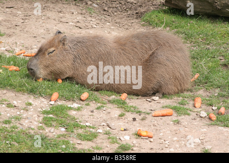 Capybara (Hydrochoerus Hydrochaeris) [Chester Zoo, Chester, Cheshire, England, Great Britain, United Kingdom, Europe].         . Stock Photo