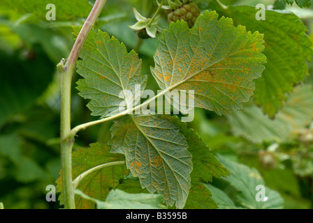 Raspberry rust Phragmidium rubi idaei on raspberry leaf underside Stock Photo