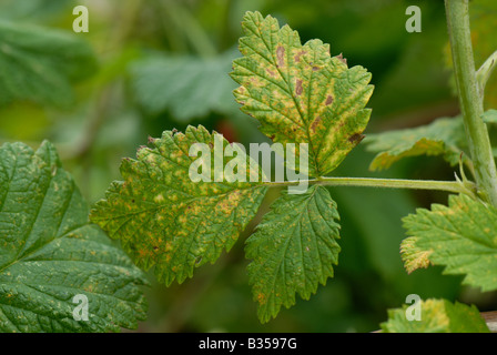 Raspberry rust Phragmidium rubi idaei necrosis damage on raspberry leaf upper leaf surface Stock Photo