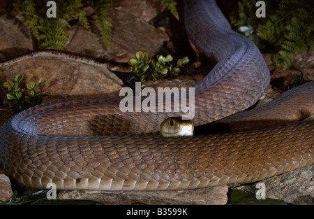 https://l450v.alamy.com/450v/b3599k/black-mamba-east-africa-b3599k.jpg