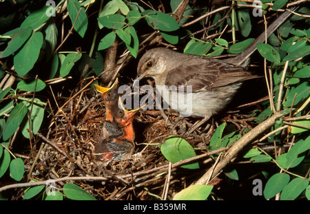Northern mockingbird (Mimus polyglottos) with chicks, New Jersey, USA Stock Photo