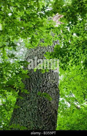 Old oak tree trunk among green hornbeam branches Stock Photo