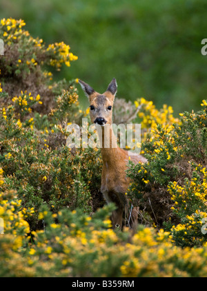 Roe Deer (Capreolus capreolus), female Stock Photo