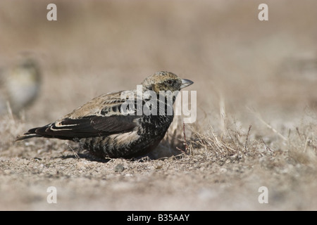 Black Lark; Melanocorypha yeltoniensis Stock Photo - Alamy