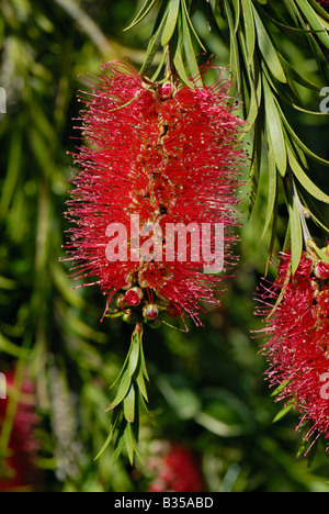 Australian bottle brush Callistemon rigidus flowers Stock Photo