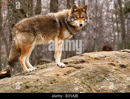 On a spring day a coyote is standing on a rock and looking at the camera Stock Photo