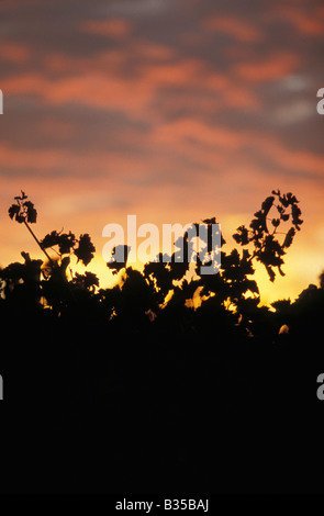 Sunrise over the Vineyards Moothi Estate Mudgee New South Wales Australia Stock Photo