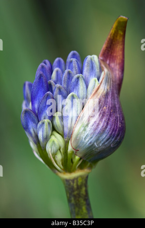 Flower bud agapanthus 'Bressingham Blue' Stock Photo