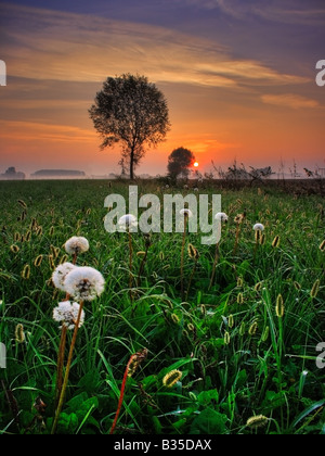 A grassfield featuring some dandelions set on a circle and the warm tones of the rising sun in the eastern sky. Stock Photo