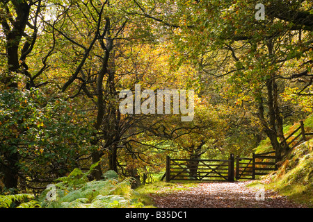 Path through Woodland in the Autumn alongside Fernilee Reservoir in the Goyt Valley in the Peak District in Derbyshire Stock Photo