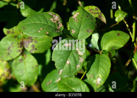 Damage caused by rose slug sawfly Endelomyia aethiops larvae on rose leaves Stock Photo