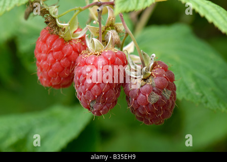 Ripe raspberry fruit affected by grey mould Botrytis cinerea in damp weather Stock Photo