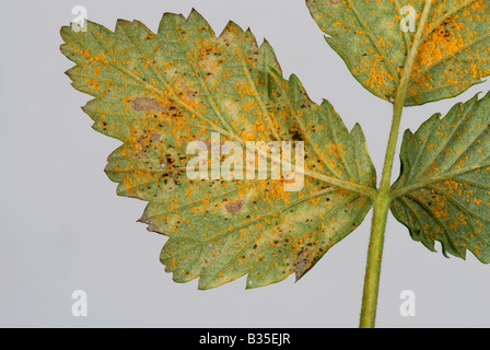 Raspberry rust Phragmidium rubi idaei on raspberry leaf underside Stock Photo