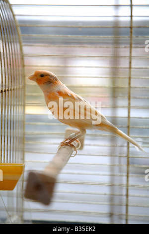 A canary in a birdcage Stock Photo