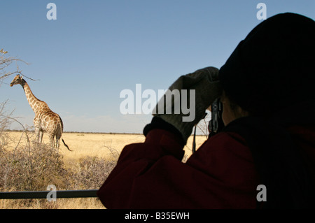 Watching giraffe [Giraffa camelopardalis] from safari truck in Etosha wildlife park in Namibia Africa Stock Photo