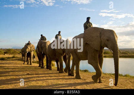Elephant safari ride at Camp Jabulani upscale safari game park near Hoedspruit South Africa Stock Photo