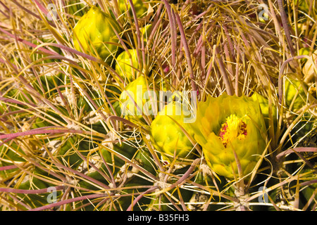 Barrel Cactus flowers Ferocactus in the Anza Borrego Desert California Stock Photo