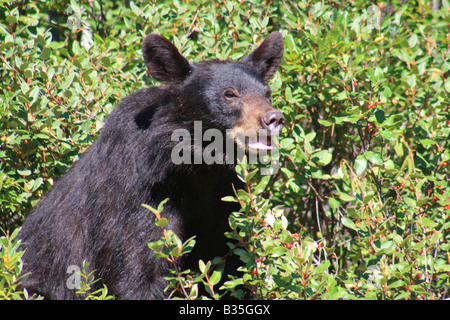 Black bear (Ursus americanus) in Banff National Park, Alberta Stock Photo