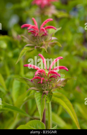 Bee-Balm plant and flowers Stock Photo