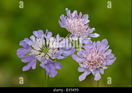 Field Scabious (Knautia arvensis), group of trhree flowers Stock Photo