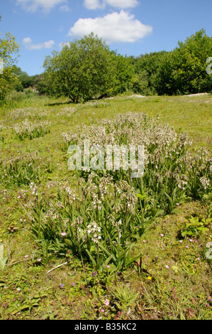 Marsh Helleborine epipactis palustris mass flowering in disused quarry Norfolk UK July Stock Photo