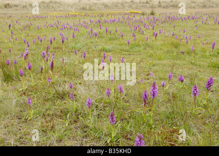 Southern marsh Orchid dactylorhiza praetermissa growing on coastal dune slacks Norfolk UK June Stock Photo