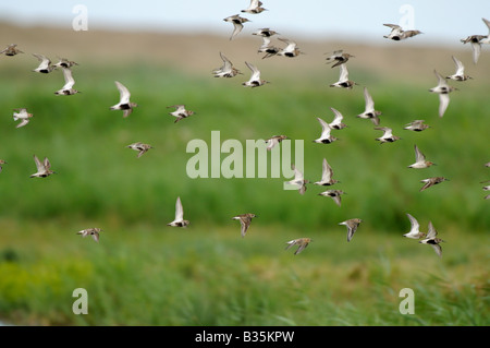 Dunlin calidris alpina flock in late summer plumage in flight Noroflk UK july Stock Photo