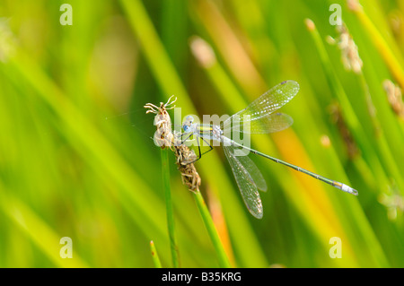 Damselfly Emerald lestes sponsa male perched on grass stem Norfolk UK july Stock Photo