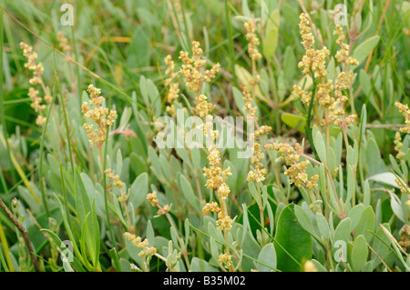 Sea Purslane halimione portulacoides in flower on coastal marshes North Norfolk UK July Stock Photo
