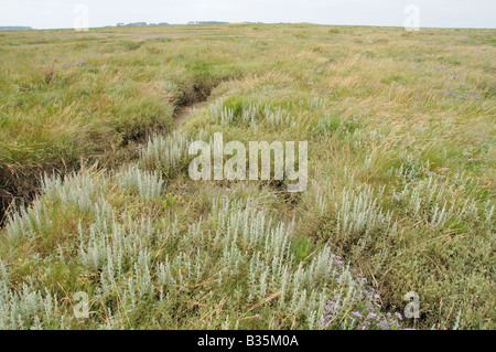 Sea Wormwood artemisia maritima growing on coastal saltmarsh Warham Norfolk UK july Stock Photo