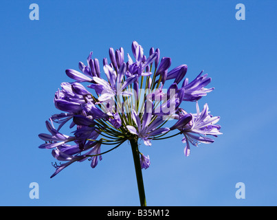 Agapanthus flower against blue sky
