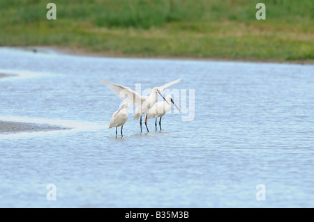 Spoonbills platalea leucorodia three birds in water in coastal scrape Norfolk UK july Stock Photo