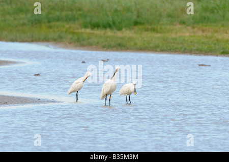 Spoonbills platalea leucorodia three birds in water in coastal scrape Norfolk UK july Stock Photo