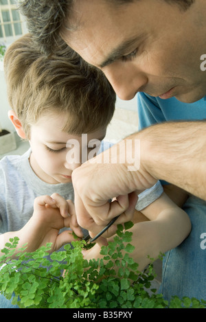 Father and son pruning plant together, close-up Stock Photo