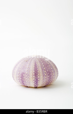 Dried sea urchin shell Stock Photo