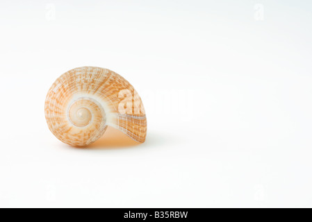 Seashell, close-up Stock Photo