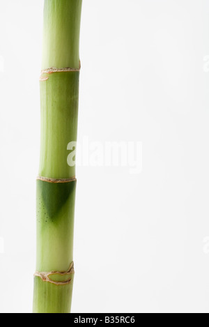 Bamboo, close-up Stock Photo