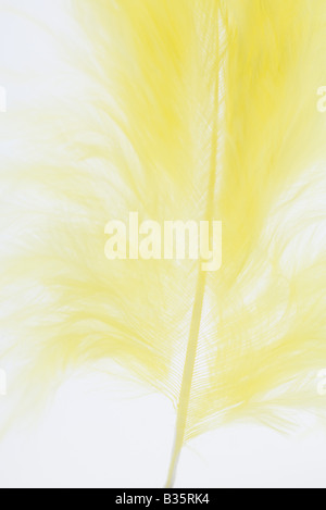 Yellow feather, close-up, cropped view Stock Photo