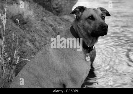 A black and white photo of a big brown dog looks regally off into the distance on the bank of a mountain river. Stock Photo