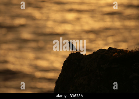 Meadow pipit Anthus pratensis sitting on a rock at sunset Stock Photo