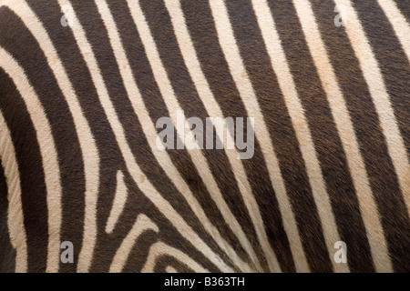 Grevy s Zebra Equus grevyi Stock Photo