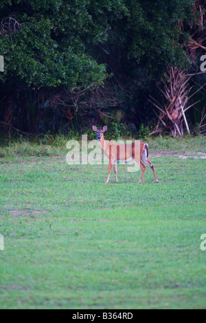 A white-tailed doe standing in a field on Cumberland Island, Georgia USA Stock Photo