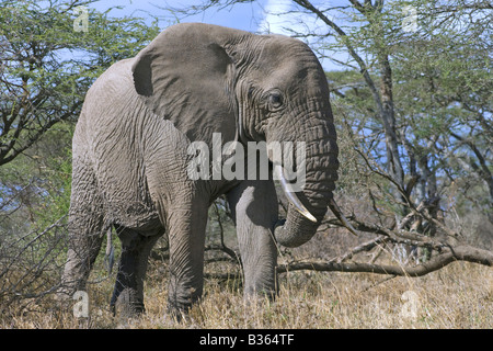 African elephant bull (Loxodonta africana) feeding in dense Acacia bushland, Ndutu, Ngorongoro, Tanzania Stock Photo