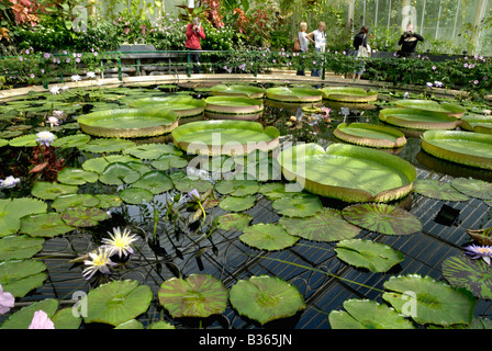 England, London, water plants at “waterlily house”, Kew Gardens Stock Photo