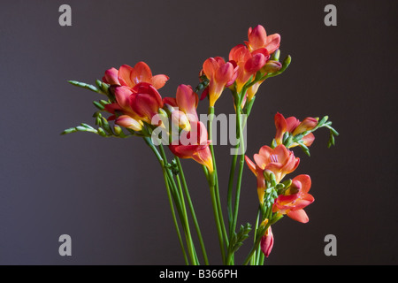 cut red freesia flowers photographed low key Stock Photo