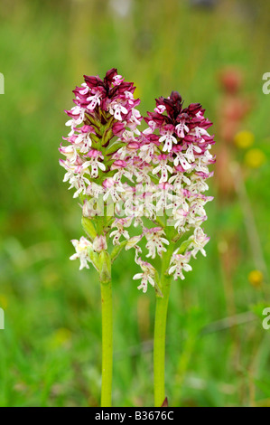 Burnt Orchid, Orchis ustulata, terrestrial orchid Stock Photo