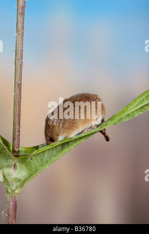 Harvest mouse Micromys minutus Drinking frome Teasel Potton Bedfordshire Stock Photo